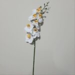 Orquídea Phalaenopsis Real Toque