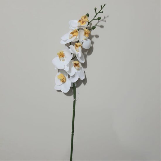 Orquídea Phalaenopsis Real Toque