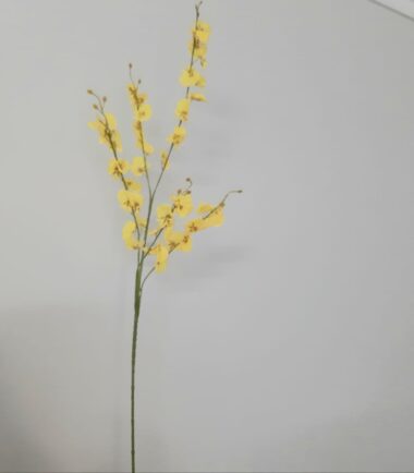 Flor Orquídea Oheidium Amarela